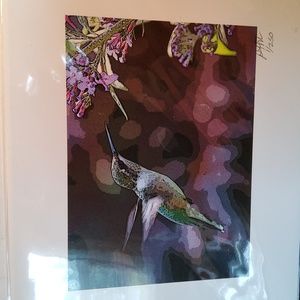 Hummingbird print 1/250 Peter James Maurer .